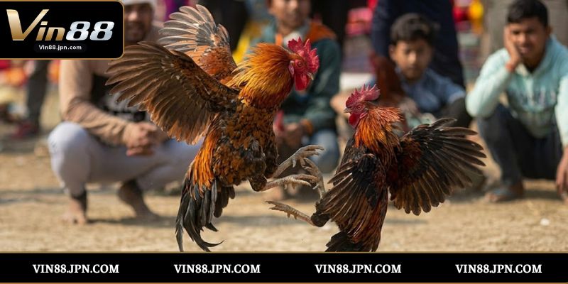 Bí Quyết Chơi Đá Gà Cựa Sắt Vin88 Hiệu Quả