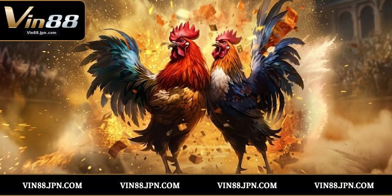 Các Loại Hình Đá Gà Thomo Tại Vin88