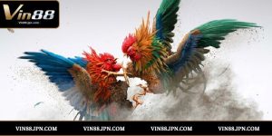 đá gà cựa dao