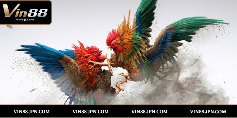 đá gà cựa dao