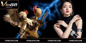 Đá gà cựa sắt