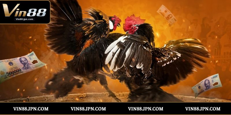 Kinh Nghiệm Chơi Đá Gà Thomo Vin88 Hiệu Quả