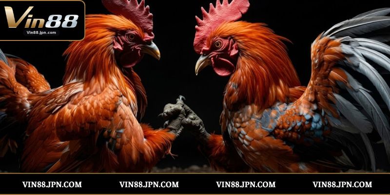 Kinh nghiệm chọn chiến kê đá cựa dao hiệu quả
