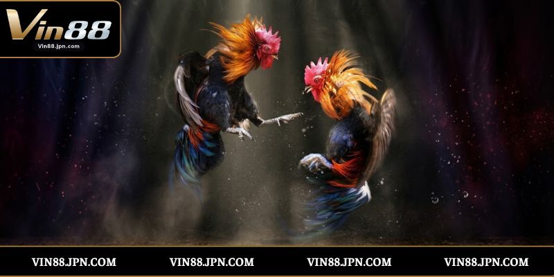Tổng Quan Về Đá Gà Cựa Sắt Vin88