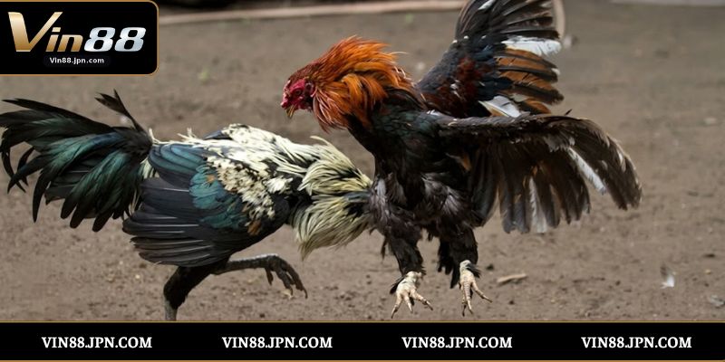 Ưu Điểm Nổi Bật Của Đá Gà Cựa Sắt Vin88